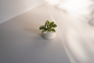 Dune Planter with Peperomia Plant