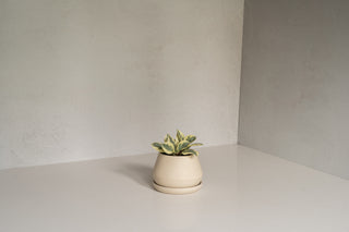 5" Aviara Planter with Saucer with Peperomia Plant