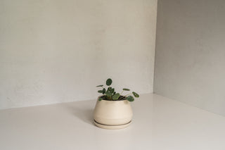 6" Aviara Planter with Saucer and Pilea/Chinese Money Plant