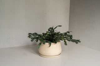 8" Aviara Planter with Saucer and Christmas Cactus/Schlumbergera