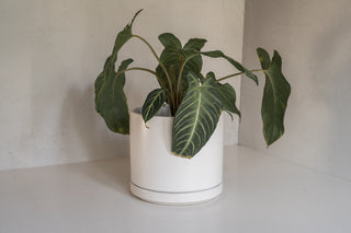 8" Solana Planter with Saucer and Alocasia Plant